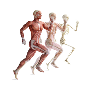 Скелетно-мышечная система